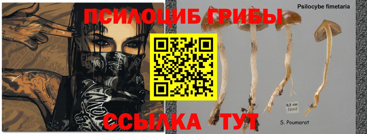 Псилоцибиновые грибы MAGIC MUSHROOMS Десногорск